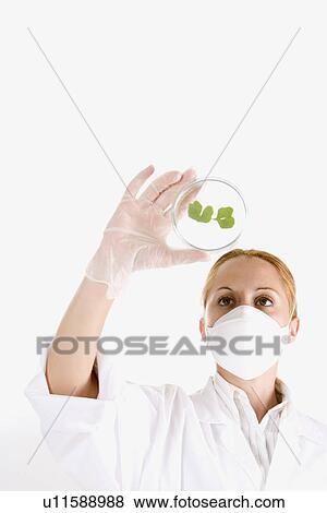 Scientist holding petri dish with seedling View Large Photo Image Stock Photo - Scientist holding petri dish with seedling. Fotosearch