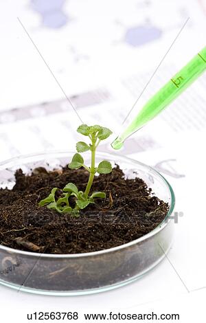 Seedling in petri dish with dirt View Large Photo Image Stock Photo - Seedling in petri dish with dirt. Fotosearch
