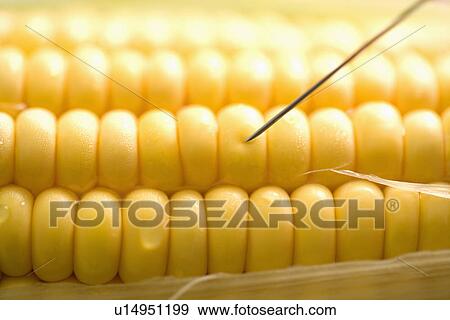 Stock Photo - Sweetcorn, full frame. Fotosearch
