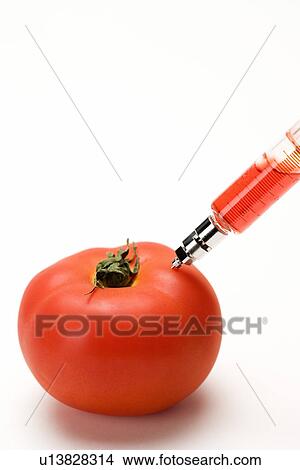 Syringe injecting tomato, close-up View Large Photo Image Picture - Syringe injecting tomato, close-up . Fotosearch