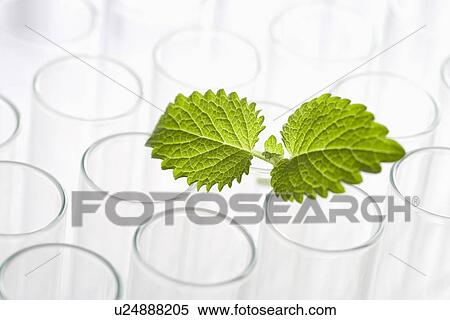 Stock Photography - Test tubes with leaf. Fotosearch