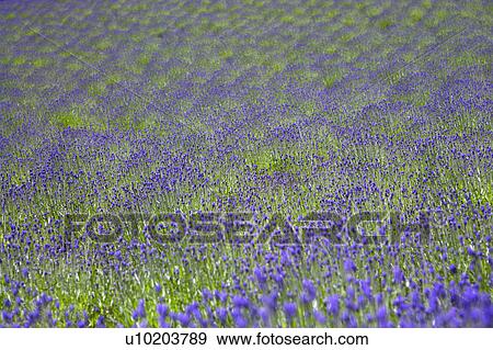 Stock Photo - Outdoors, Day. Fotosearch