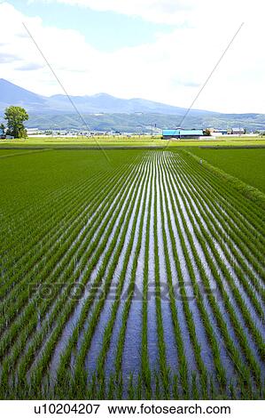 Stock Photo - Outdoors, Day. Fotosearch