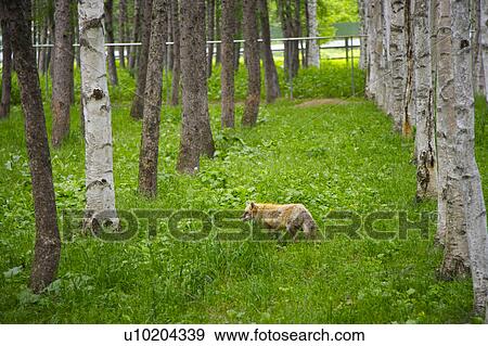 Stock Photo - Outdoors, Day. Fotosearch