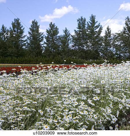 Stock Photo - Square, Outdoors, Day. Fotosearch
