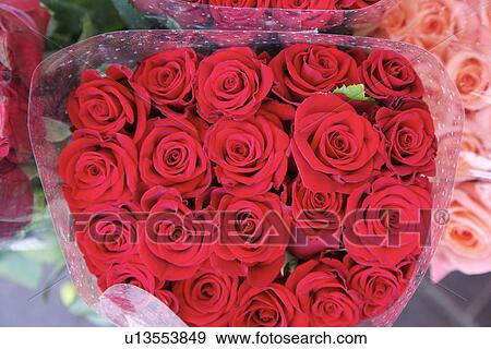 Bunched of rose View Large Photo Image Stock Photo - Bunched of rose. Fotosearch