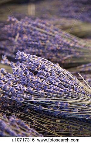 Bunches of lavender View Large Photo Image Stock Photograph - Bunches of lavender. Fotosearch