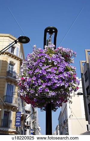 Flowers hanging in street, Cannes, South France View Large Photo Image Stock Photography - Flowers hanging in street, Cannes, South France. Fotosearch