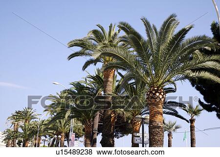 Stock Photo - Palm trees, view from below. Fotosearch