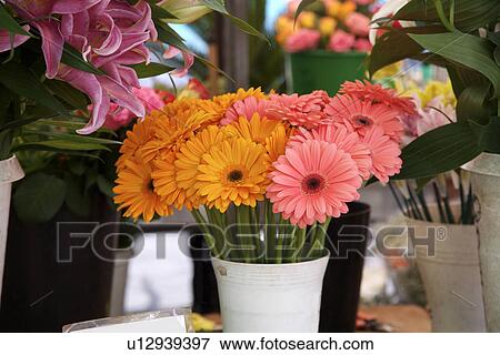 Stock Photo - Potted plant, close-up. Fotosearch