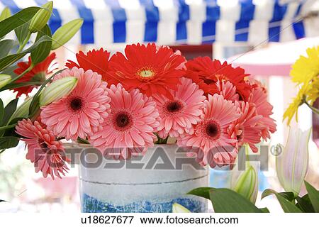 Stock Photo - Potted plant, close-up. Fotosearch