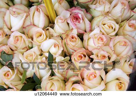 Roses, full frame View Large Photo Image Stock Photo - Roses, full frame. Fotosearch