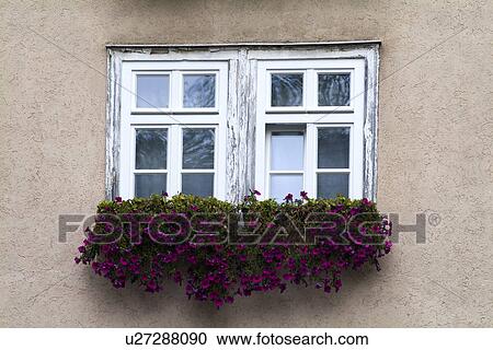 A window with flowers, close-up View Large Photo Image Stock Image - A window with flowers, close-up. Fotosearch