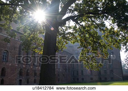 Picture - Sunlight through a tree with building in the background. Fotosearch