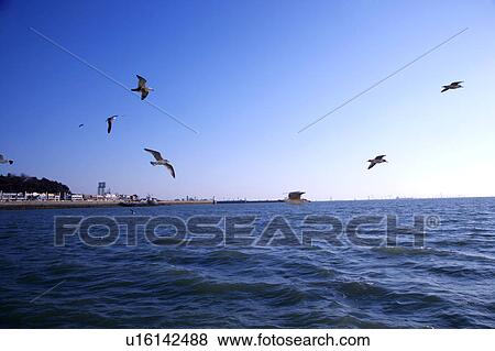 Group of birds flying over river View Large Photo Image Stock Photo - Group of birds flying over river. Fotosearch