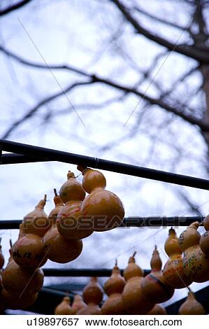 Many gourds hanging on branch View Large Photo Image Stock Photo - Many gourds hanging on branch. Fotosearch