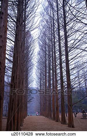 Stock Photo - Tall trees, Korea. Fotosearch