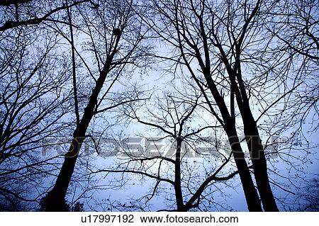 Stock Image - Trees, from low view. Fotosearch