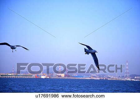 Two birds over sea View Large Photo Image Stock Photograph - Two birds over sea. Fotosearch