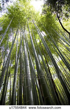 Japan, Kyoto Prefecture, Bamboo forest, low angle view View Large Photo Image Picture - Japan, Kyoto Prefecture, Bamboo forest, low angle view. Fotosearch