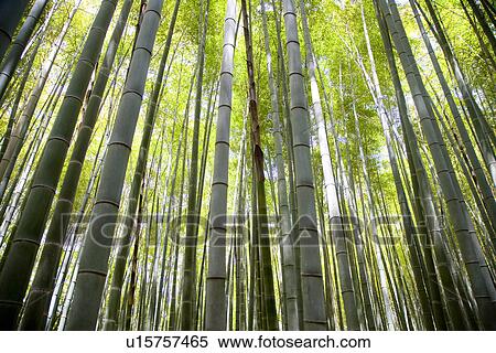 Stock Photography - Japan, Kyoto Prefecture, Bamboo forest, low angle view. Fotosearch