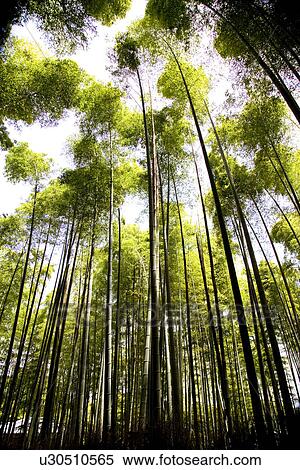 Japan, Kyoto Prefecture, Bamboo forest, low angle view View Large Photo Image Stock Photography - Japan, Kyoto Prefecture, Bamboo forest, low angle view . Fotosearch