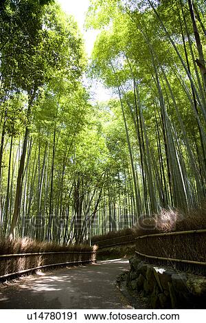 Stock Image - Japan, Kyoto Prefecture, bamboo bordered path. Fotosearch