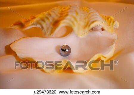 Stock Image - Pearl in mussel shell . Fotosearch