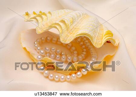 Pearl necklace in mussel shell View Large Photo Image Stock Photo - Pearl necklace in mussel shell . Fotosearch