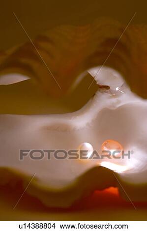 Picture - Pearls in mussel shell, close-up. Fotosearch