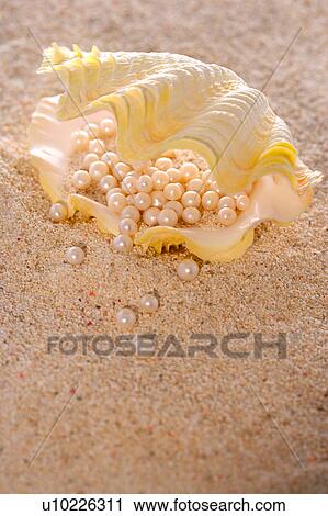 Pearls in mussel shell on sand, elevated view View Large Photo Image Stock Image - Pearls in mussel shell on sand, elevated view. Fotosearch