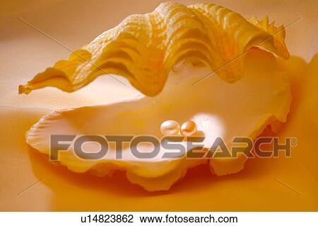 Pearls in mussel shell View Large Photo Image Stock Image - Pearls in mussel shell . Fotosearch