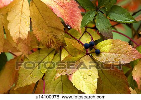 Stock Photo - Autumn leaves, close-up. Fotosearch