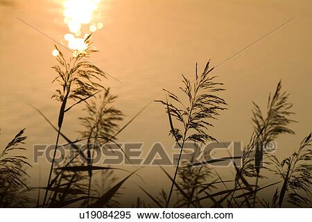 Stock Photography - Awn by lake at dusk. Fotosearch
