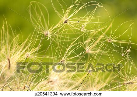 Picture - Awn, close-up. Fotosearch