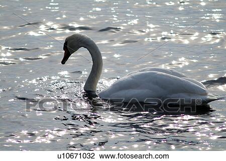 Stock Image - Black swan in lake, close-up. Fotosearch
