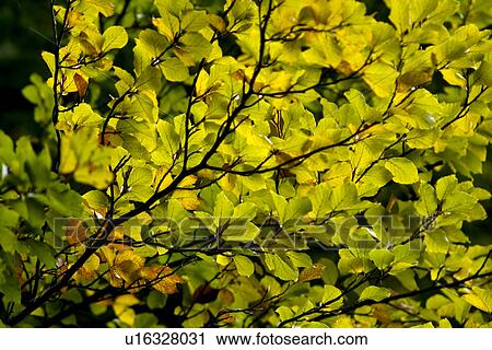 Stock Image - Close-up of tree branches . Fotosearch