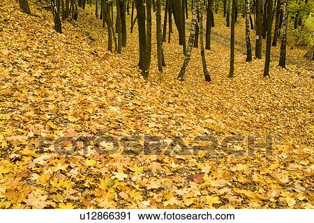 Fallen autumn leaves on ground View Large Photo Image Stock Image - Fallen autumn leaves on ground. Fotosearch
