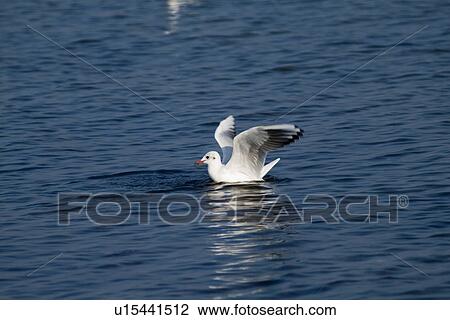Sea gull at sea playing View Large Photo Image Stock Image - Sea gull at sea playing. Fotosearch
