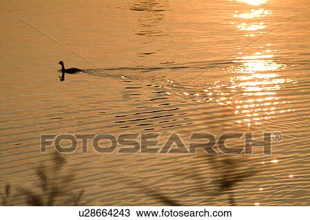 Stock Image - Swan in lake at dusk. Fotosearch