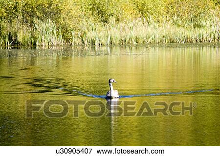 Stock Photo - Swan in lake. Fotosearch