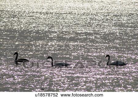 Swans in ocean View Large Photo Image Stock Image - Swans in ocean. Fotosearch