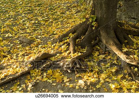 Tree in field, low section View Large Photo Image Stock Photography - Tree in field, low section. Fotosearch