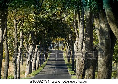 Trees by road View Large Photo Image Stock Image - Trees by road. Fotosearch
