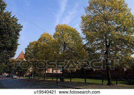 Trees by road View Large Photo Image Stock Image - Trees by road. Fotosearch