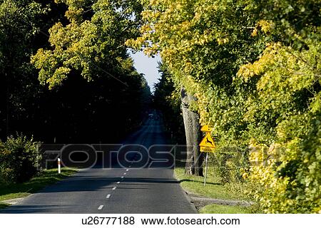 Trees by road View Large Photo Image Stock Photo - Trees by road. Fotosearch
