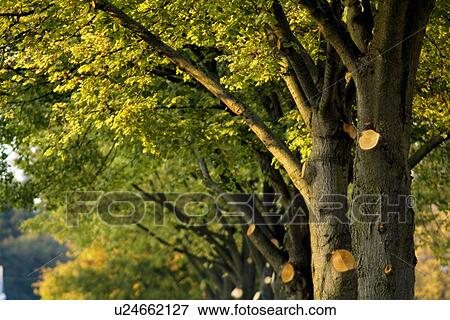 Stock Photo - Trees, close-up. Fotosearch
