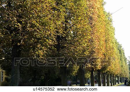 Trees in autumn View Large Photo Image Stock Image - Trees in autumn. Fotosearch
