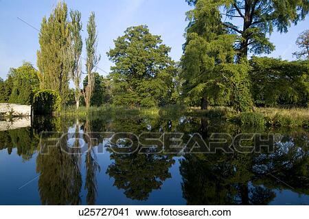 Trees in field by lake View Large Photo Image Stock Image - Trees in field by lake. Fotosearch