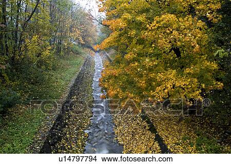 Picture - Trees in field by river. Fotosearch